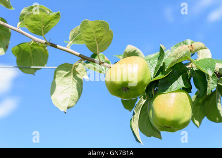 Deux pommes vertes sur la branche d'un pommier à feuilles avec un fond de ciel bleu Banque D'Images