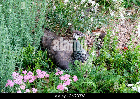 Assis dans des jardins à paons historique Vergelegen wine estate à Somerset West, province de Western Cape Afrique du Sud Banque D'Images