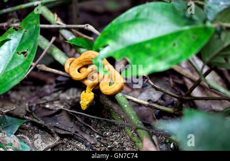 Cil jaune Pit Viper Palm / Bothriechis schlegelii / Costa Rica Banque D'Images