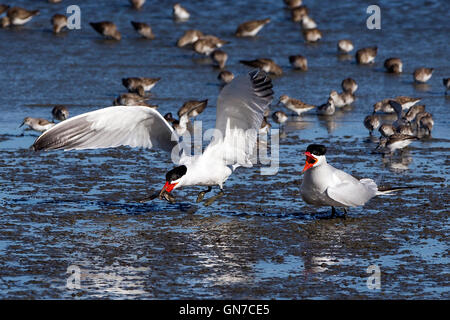 La sterne pierregarin (Sterna hirundo) paire, l'un avec le poisson volant, Coyote Point Recreation Area, San Mateo, Californie, États-Unis d'Amérique Banque D'Images