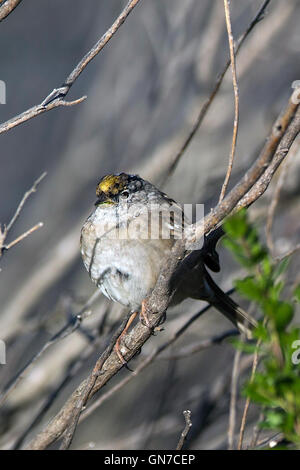 Bruant à couronne dorée (Zonotrichia atricapilla), Palo Alto, Baylands Palo Alto, Californie, États-Unis d'Amérique Banque D'Images