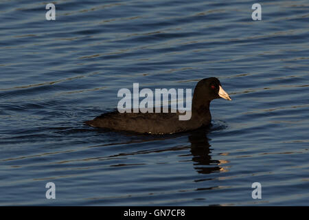 Foulque d'Amérique (Fulica americana), Palo Alto, Baylands Palo Alto, Californie, États-Unis d'Amérique Banque D'Images