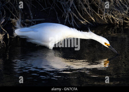 Aigrette neigeuse (Egretta thula), Palo Alto, Baylands Palo Alto, Californie, États-Unis d'Amérique Banque D'Images