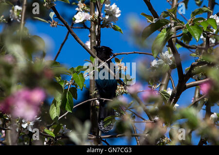 La stellaire (Cyanocitta stelleri) dans un arbre en fleurs, Villa cachée, Los Altos Hills, Californie, États-Unis d'Amérique Banque D'Images