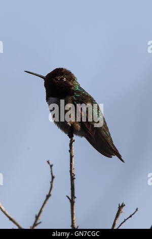 Anna's Hummingbird (Calypte anna), Shoreline Park, Mountain View, California, United States of America Banque D'Images