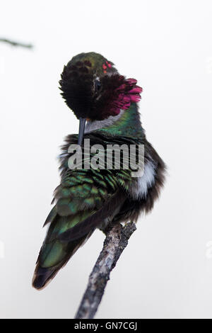 Anna's Hummingbird (Calypte anna), Shoreline Park, Mountain View, California, United States of America Banque D'Images