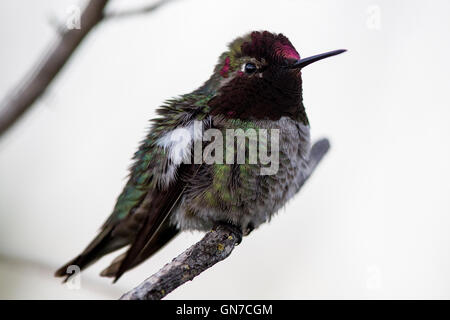 Anna's Hummingbird (Calypte anna), Shoreline Park, Mountain View, California, United States of America Banque D'Images