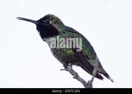 Anna's Hummingbird (Calypte anna), Shoreline Park, Mountain View, California, United States of America Banque D'Images