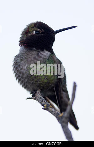 Anna's Hummingbird (Calypte anna), Shoreline Park, Mountain View, California, United States of America Banque D'Images