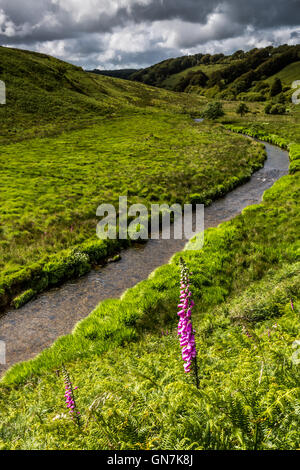 River Barle à retour dans la vallée vers Simonsbath, Exmoor. Banque D'Images