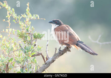 Coucal de Burchell (Centropus burchelli) sur une branche Banque D'Images