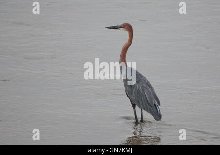 Héron goliath (Ardea goliath) dans une rivière en Kruger National Park Banque D'Images