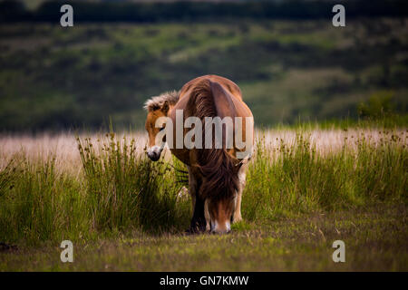 Poney Exmoor & poulain, Exmoor, UK. Banque D'Images