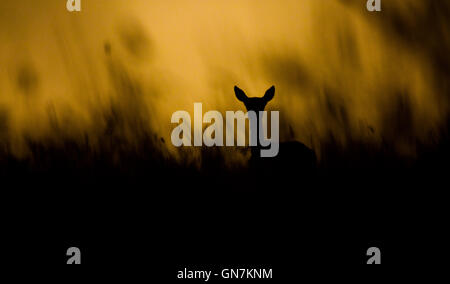 Silhouette de Red Deer sur Exmoor, UK Banque D'Images