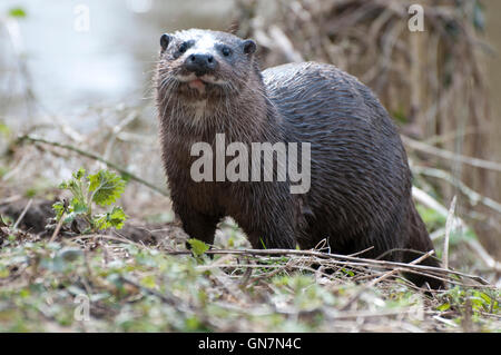 Loutre européenne (Lutra lutra) sur une rive à Thetford, Norfolk Banque D'Images