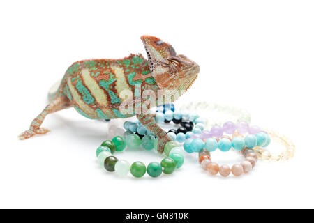 Caméléon magnifique avec de la pierre naturelle bracelets Banque D'Images