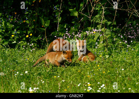 Trois magnifiques cute fox Oursons jouant dans un wild flower meadow, la faune dans notre belle campagne britannique Banque D'Images