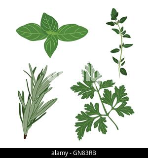 Vector persil frais, thym, romarin, basilic et herbes. Aromatic Illustration de Vecteur