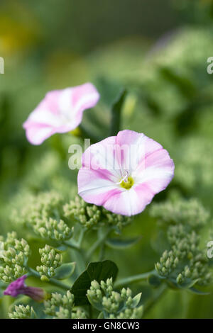 Convolvulus arvensis. Liseron des champs fleur dans le jardin. Banque D'Images