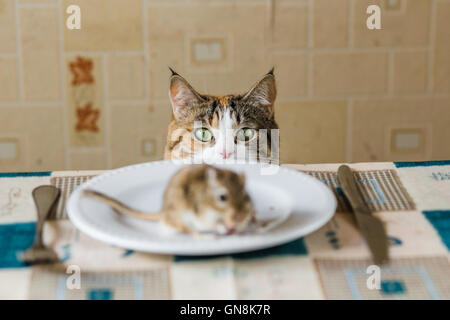 Cat à la gerbille peu à la souris sur la table avant l'attaque. Concept de proie, de l'alimentation, la lutte contre les parasites. Banque D'Images