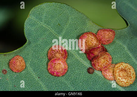 Spangle commun des galles sur le chêne pédonculé (Quercus robur) en raison de la guêpe cynips Neuroterus quercusbaccarum Banque D'Images