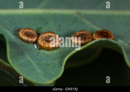 Les galles bouton soie (Neuroterus numismalis) sur le chêne pédonculé (Quercus robur) causés par la guêpe cynips Neuroterus vesicator Banque D'Images