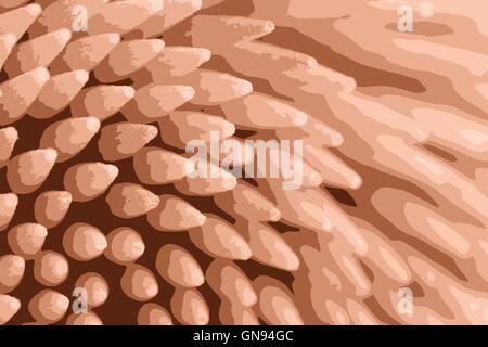Close up of cure-dent vector illustration Illustration de Vecteur
