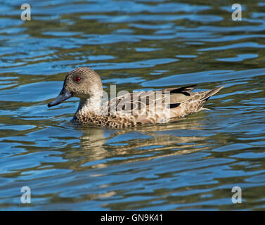 Jolie femelle alezan teal canard aux yeux rouges étincelant sur et se reflètent dans l'eau du lac bleu saphir dans les parcs urbains Banque D'Images