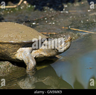 Close-up of Australian à col court, Emydura Krefft, tortue, krefttii par rock & reflète dans l'eau de la rivière Burnett, Bundaberg Banque D'Images