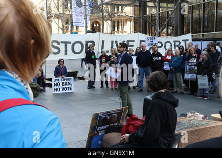 Sydney, Australie. Août 29, 2016. La libération animale , a tenu un rassemblement à Martin Place en faveur des victimes de l'exportation. Il faisait partie d'un événement mondial marquant le 20e anniversaire de la noyade de masse de moutons à bord d'un navire de l'Australie vers le Moyen-Orient. Crédit : Richard Milnes/Alamy Live News Banque D'Images