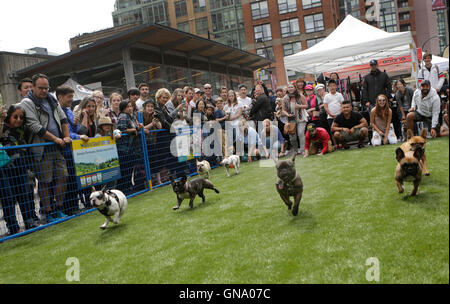 Vancouver, Canada. Août 28, 2016. La foule regarder la course de chiens à l'événement 'Pet-A-Palooza' festival tenu à Vancouver, Canada, le 28 août 2016. Environ 20 000 personnes participent à l'assemblée 'Pet-A-Palooza' événement. Cet événement d'une journée permet à tous les animaux pour partager la joie et l'expérience avec leurs animaux à travers diverses activités. Credit : Liang sen/Xinhua/Alamy Live News Banque D'Images