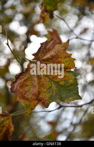 Turnpike Lane, Londres, Royaume-Uni. Août 29, 2016. Des signes de l'automne comme les feuilles commencent à tomber. Crédit : Matthieu Chattle/Alamy Live News Banque D'Images