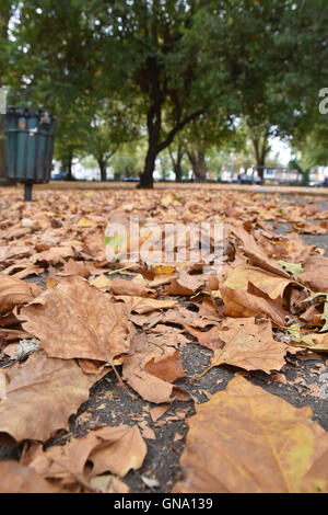 Turnpike Lane, Londres, Royaume-Uni. Août 29, 2016. Des signes de l'automne comme les feuilles commencent à tomber. Crédit : Matthieu Chattle/Alamy Live News Banque D'Images