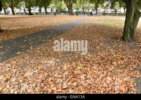 Turnpike Lane, Londres, Royaume-Uni. Août 29, 2016. Des signes de l'automne comme les feuilles commencent à tomber. Crédit : Matthieu Chattle/Alamy Live News Banque D'Images