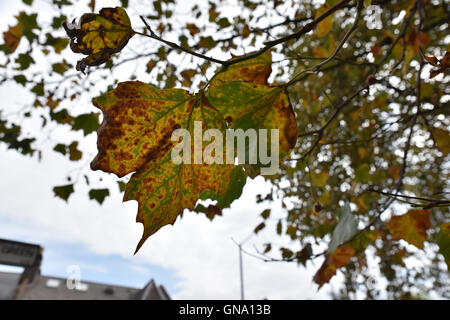 Turnpike Lane, Londres, Royaume-Uni. Août 29, 2016. Des signes de l'automne comme les feuilles commencent à tomber. Crédit : Matthieu Chattle/Alamy Live News Banque D'Images