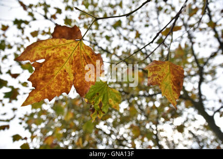 Turnpike Lane, Londres, Royaume-Uni. Août 29, 2016. Des signes de l'automne comme les feuilles commencent à tomber. Crédit : Matthieu Chattle/Alamy Live News Banque D'Images