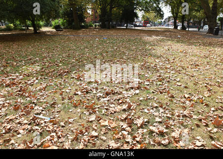 Turnpike Lane, Londres, Royaume-Uni. Août 29, 2016. Des signes de l'automne comme les feuilles commencent à tomber. Crédit : Matthieu Chattle/Alamy Live News Banque D'Images