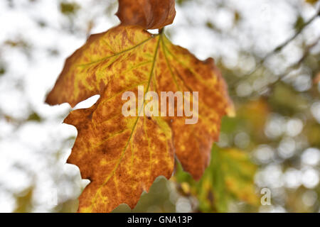 Turnpike Lane, Londres, Royaume-Uni. Août 29, 2016. Des signes de l'automne comme les feuilles commencent à tomber. Crédit : Matthieu Chattle/Alamy Live News Banque D'Images