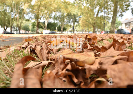 Turnpike Lane, Londres, Royaume-Uni. Août 29, 2016. Des signes de l'automne comme les feuilles commencent à tomber. Crédit : Matthieu Chattle/Alamy Live News Banque D'Images