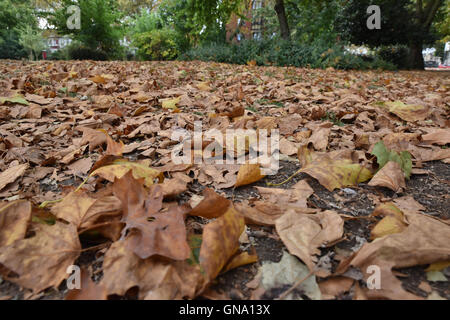 Turnpike Lane, Londres, Royaume-Uni. Août 29, 2016. Des signes de l'automne comme les feuilles commencent à tomber. Crédit : Matthieu Chattle/Alamy Live News Banque D'Images