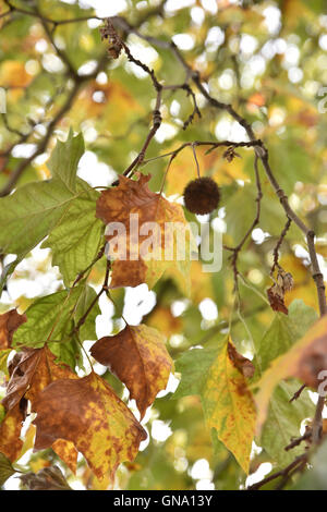 Turnpike Lane, Londres, Royaume-Uni. Août 29, 2016. Des signes de l'automne comme les feuilles commencent à tomber. Crédit : Matthieu Chattle/Alamy Live News Banque D'Images