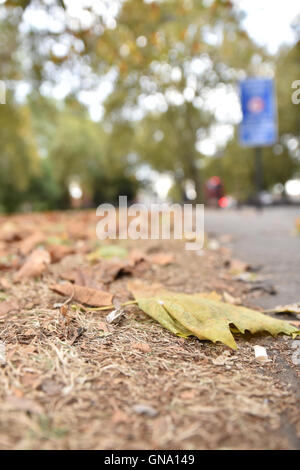 Turnpike Lane, Londres, Royaume-Uni. Août 29, 2016. Des signes de l'automne comme les feuilles commencent à tomber. Crédit : Matthieu Chattle/Alamy Live News Banque D'Images