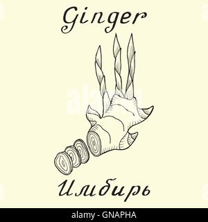 Le gingembre. Vector dessin à l'encre et de lettrage. En anglais et russe Illustration de Vecteur