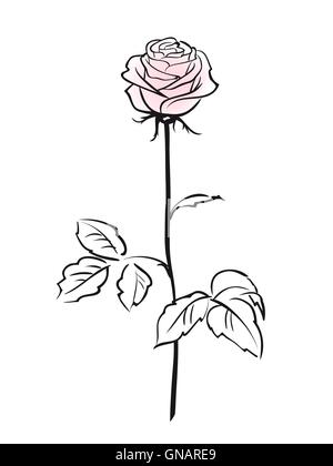 Fleur rose rose isolé sur fond blanc Illustration de Vecteur