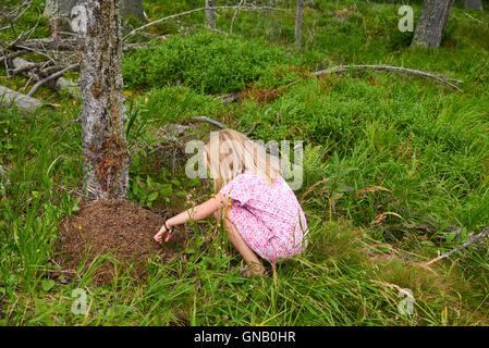 Photo libre de droit de Fille Enfant Blond Explore La Fourmilière Dans Les  Bois banque d'images et plus d'images libres de droit de Arbre - iStock