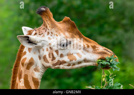 Girafe de mâcher de la branche verte Banque D'Images