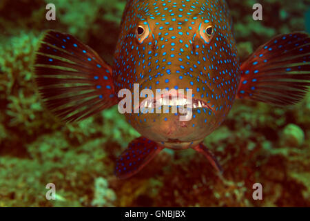 Carrée close-up dans la mer Rouge. Banque D'Images