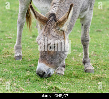 Tête, cou et pattes avant d'un âne gris sur l'herbe de pâturage Banque D'Images