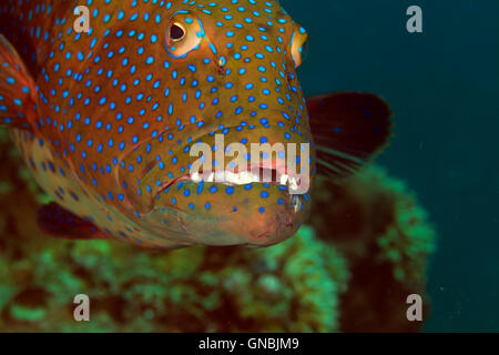 Carrée close-up dans la mer Rouge. Banque D'Images