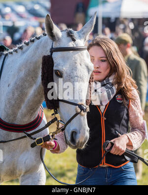 Jeune femme à la tête d'un gestionnaire de travail gris portant un chasseur de mouton avec bride quiscale bronzé cheekpiece couvre Banque D'Images